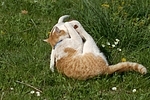 Jack Russell Terrier und Katze / jack russell terrier and cat