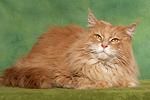 Maine Coon