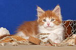 Maine Coon Kätzchen / maine coon kitten