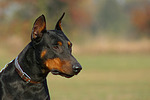 Dobermann / doberman pinscher