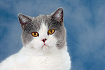 Britisch Kurzhaar / british shorthair