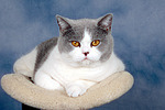 Britisch Kurzhaar / british shorthair