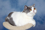 Britisch Kurzhaar / british shorthair