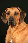 Rhodesian Ridgeback