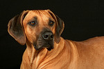 Rhodesian Ridgeback