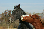 Deutsches Reitpony und Sachsen Anhaltiner Warmblut / pony and warmblood