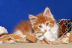 Maine Coon Kätzchen / maine coon kitten