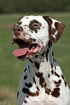 Dalmatiner / dalmatian