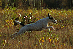 Parson Russell Terrier