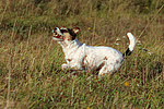 Parson Russell Terrier