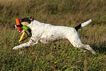 Parson Russell Terrier