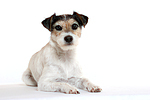 Parson Russell Terrier