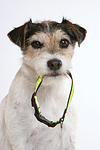 Parson Russell Terrier