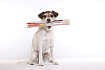 Parson Russell Terrier