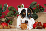 Parson Russell Terrier Welpe zu Weihnachten / PRT puppy at christmas