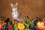 sitzende Ocicat / sitting Ocicat