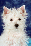 West Highland White Terrier Welpe / West Highland White Terrier Puppy