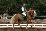 Haflinger / haflinger horse