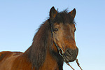 Isländer / icelandic horse