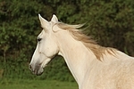 Sachsen Anhaltiner Warmblut / horse