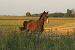 galoppierender Holsteiner / galloping Holsteiner