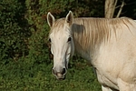 Sachsen Anhaltiner / horse