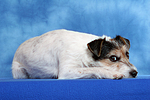 Parson Russell Terrier