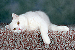 liegender weißer BKH-Mix / lying white domestic cat