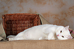 liegender weißer BKH-Mix / lying white domestic cat