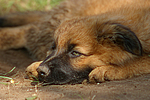 müder Harzer Fuchs Welpe / tired Harzer Fuchs puppy