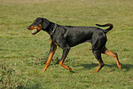 Dobermann / doberman pinscher