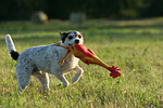 Parson Russell Terrier