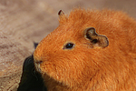 Rexmeerschwein / guninea pig