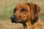 Rhodesian Ridgeback