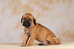 Rhodesian Ridgeback Welpe / rhodesian ridgeback puppy