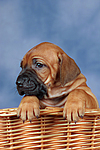 Rhodesian Ridgeback Welpe / rhodesian ridgeback puppy