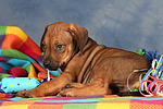 Rhodesian Ridgeback Welpe / rhodesian ridgeback puppy