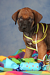 Rhodesian Ridgeback Welpe / rhodesian ridgeback puppy