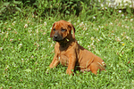 Rhodesian Ridgeback Welpe / rhodesian ridgeback puppy