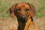 Rhodesian Ridgeback