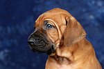 Rhodesian Ridgeback Welpe / rhodesian ridgeback puppy