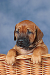 Rhodesian Ridgeback Welpe / rhodesian ridgeback puppy