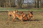 Rhodesian Ridgebacks