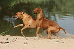 Rhodesian Ridgebacks