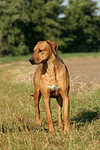 Rhodesian Ridgeback