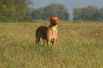 junger Rhodesian Ridgeback / young Rhodesian Ridgeback