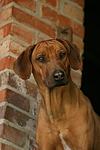 Rhodesian Ridgeback