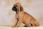 Rhodesian Ridgeback Welpe / rhodesian ridgeback puppy