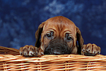 Rhodesian Ridgeback Welpe / rhodesian ridgeback puppy