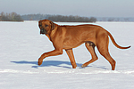 laufender Rhodesian Ridgeback / trotting Rhodesian Ridgeback